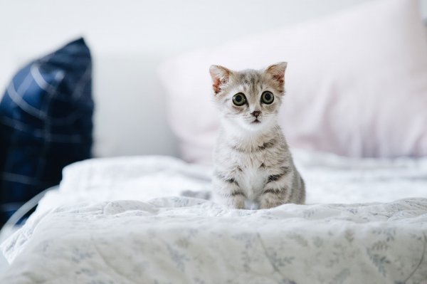 Cute Kitten