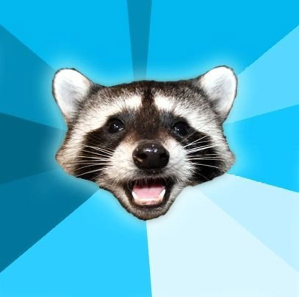 Lame Pun Raccoon