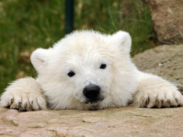Popular Opinion Bear