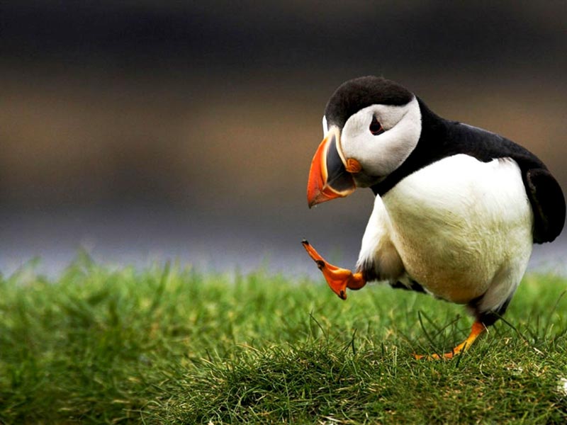 Unpopular Opinion Puffin