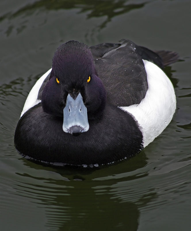 Angry Advice Mallard
