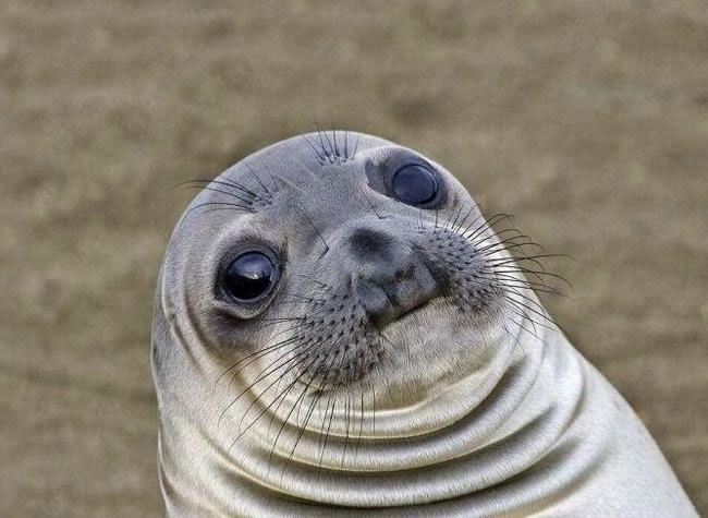 Awkward Moment Seal