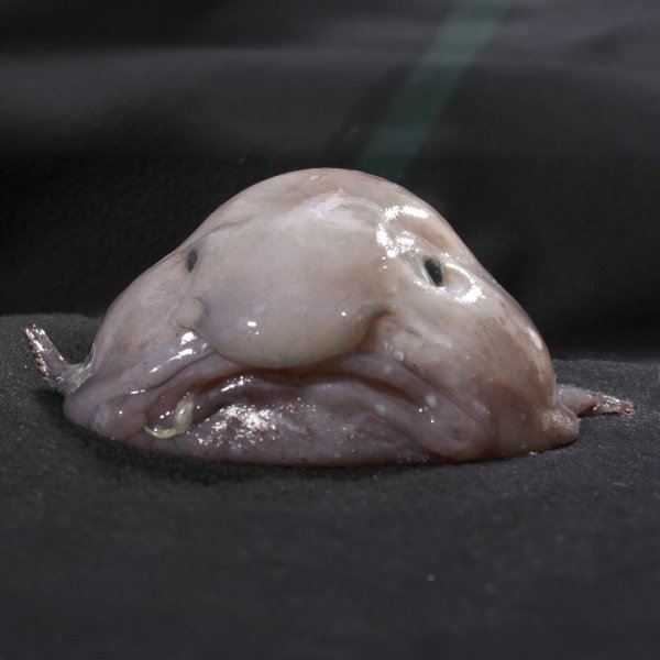 Google Blob