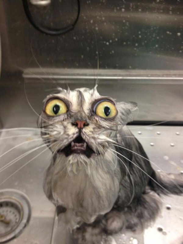 Cat Bath