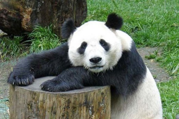 Confession Panda