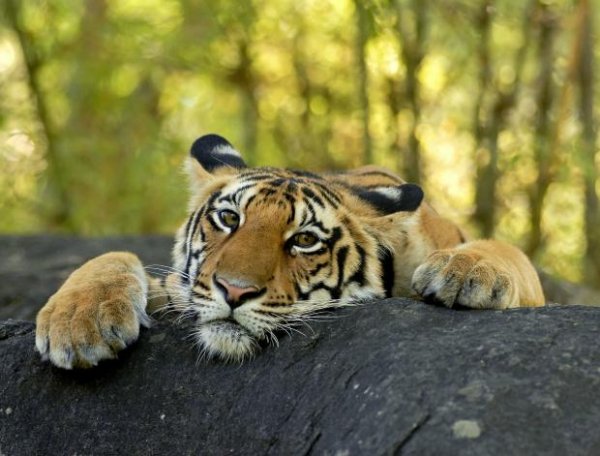 Confession Tiger