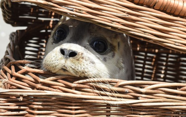 Doom Seal