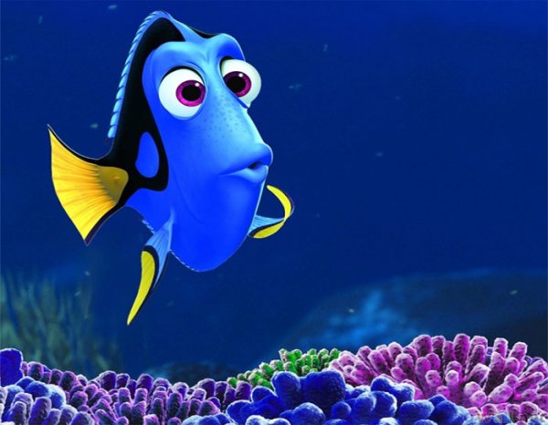 Dory 5 Second Memory