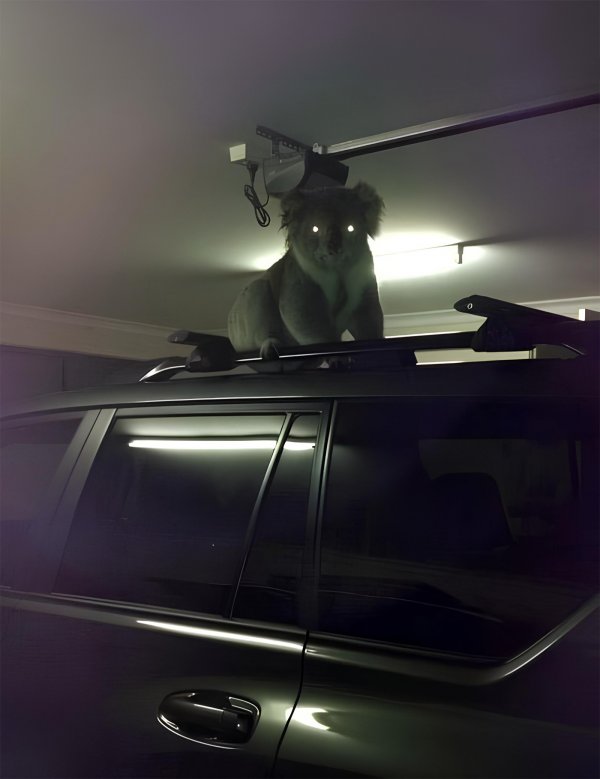 Drop Bear
