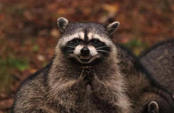 Evil Plotting Raccoon