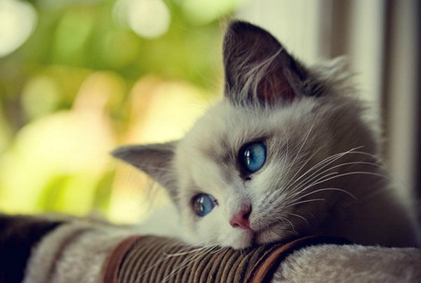 First World Cat Problems