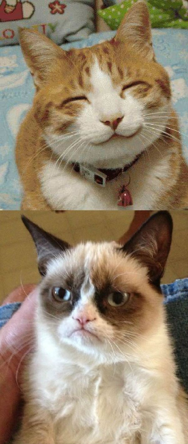Grumpy vs Happy Cat