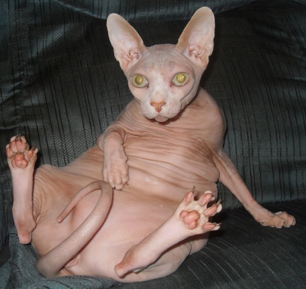 Hairless Cat