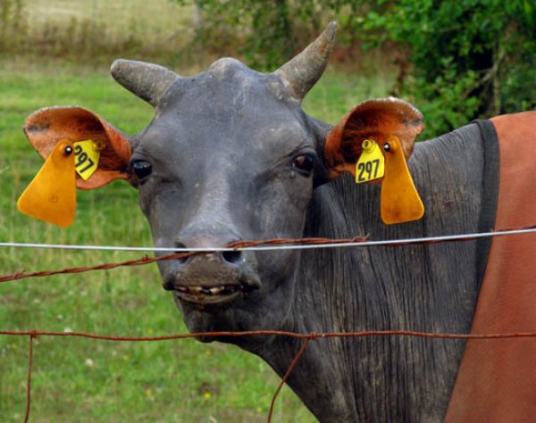 Hairless Cow