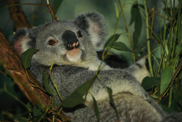 Laid Back Koala