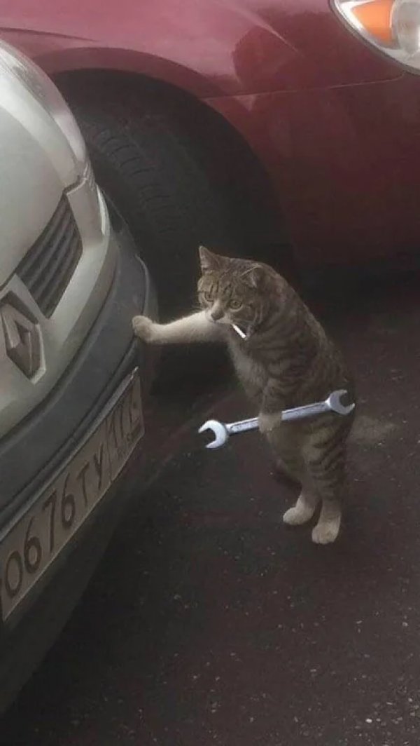 Mechanic Cat