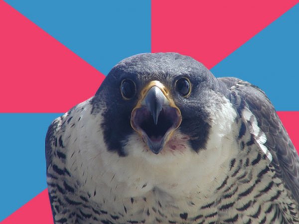 Millennial Falcon Meme
