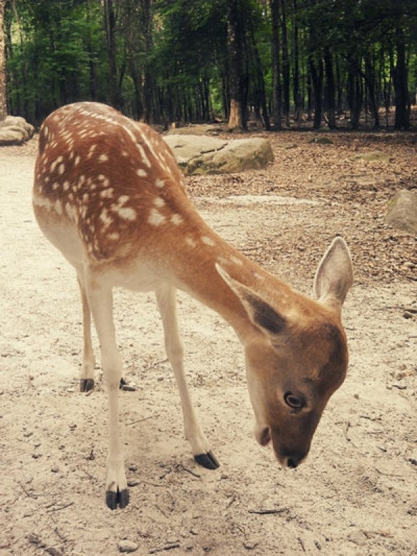 OMG Deer