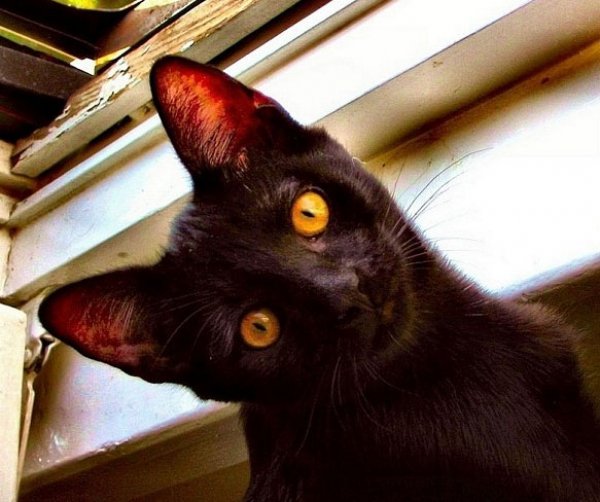 Overly Attached Cat