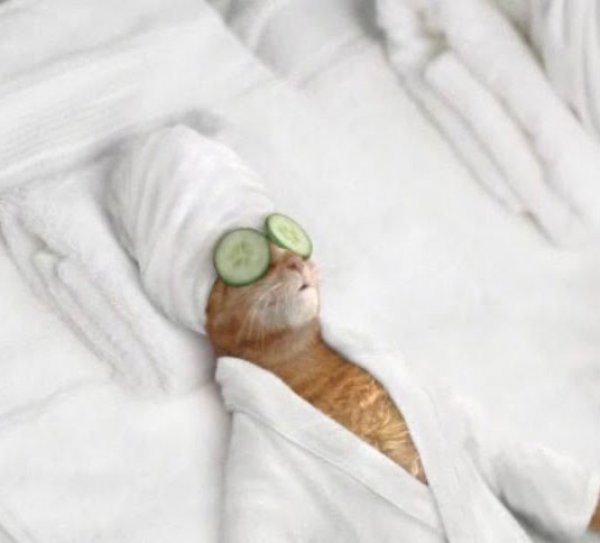 Pampered Cat
