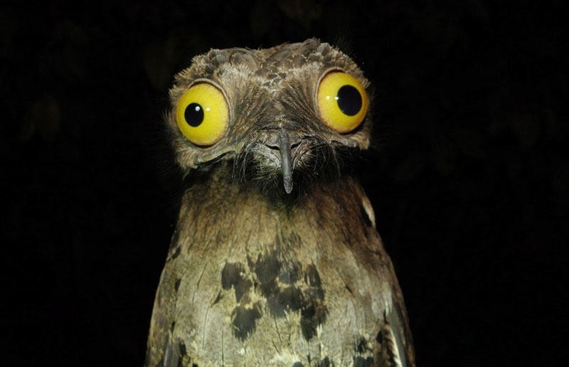 Peculiar Potoo