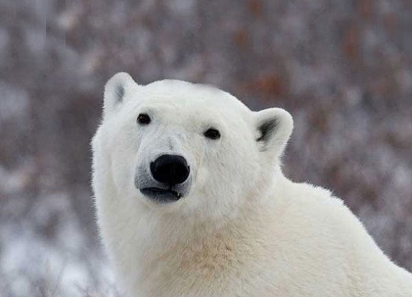 Popular Opinion Polar Bear