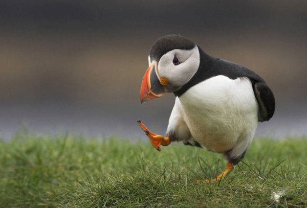 Puffin Bird