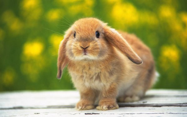 Regretful Rabbit