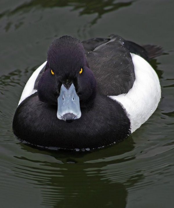 Revenge Duck