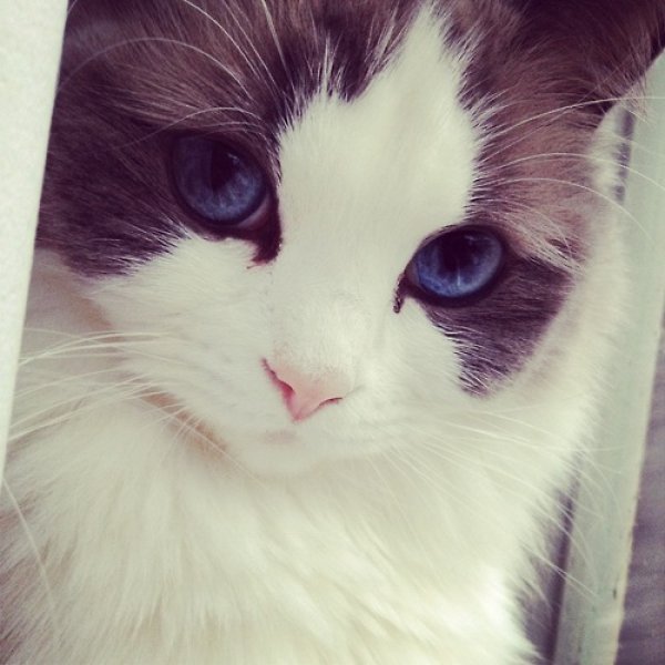 Ridiculously Photogenic Cat