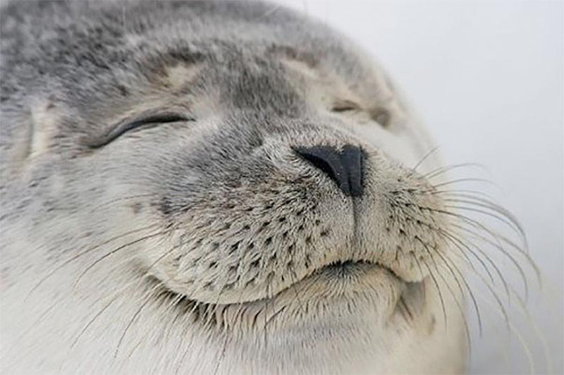 Satisfied Seal