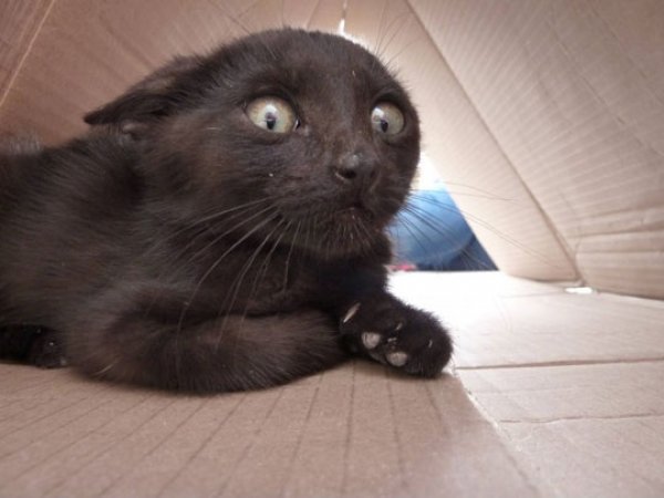 Schitzo Cat