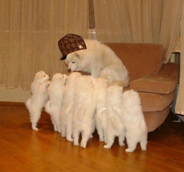 Scumbag Storytelling Dog