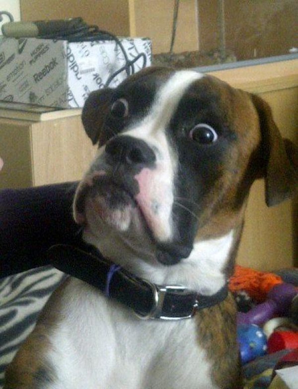 Skeptical Dog