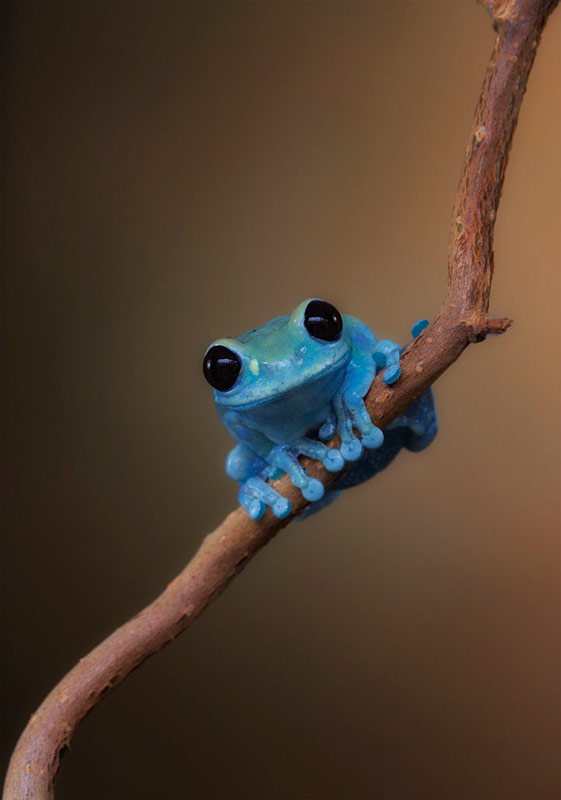 Small Fact Frog