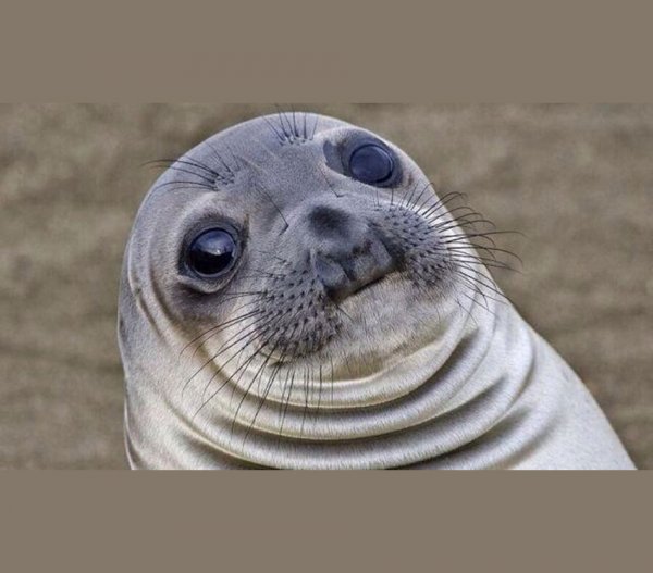 Squeamish Seal