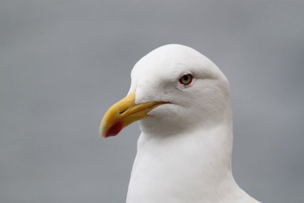 Stuff That Didn't Happen Seagull