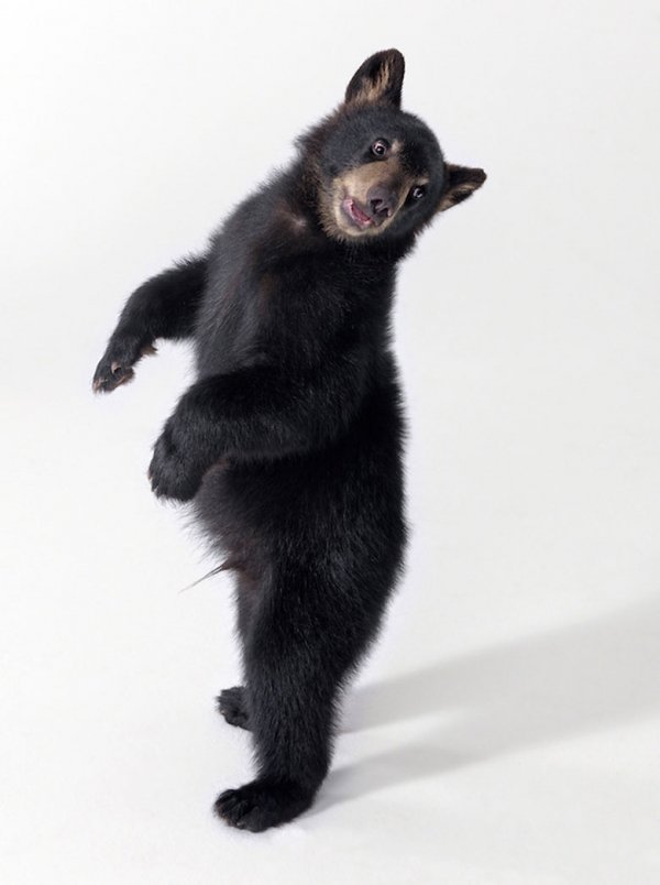 Super Bear