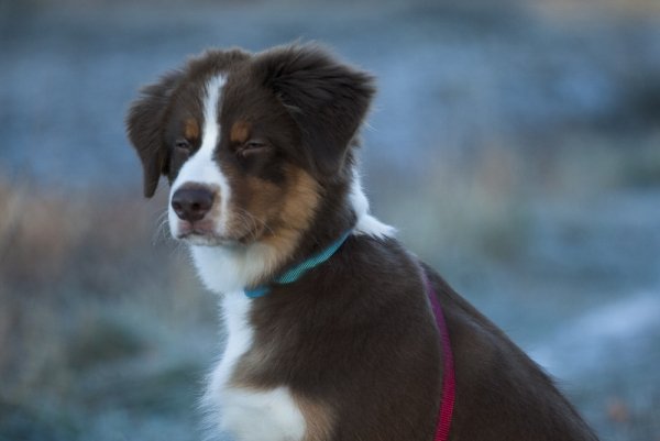 Unsure Dog