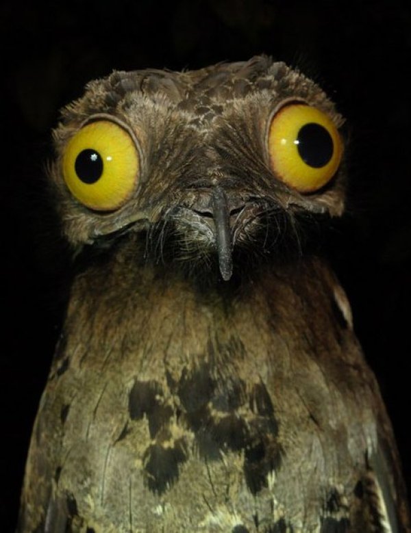 Weird Stuff I Do Potoo