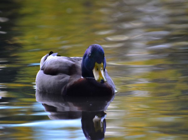 Zen Advice Mallard